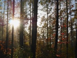 暗い林に注ぐ朝の光